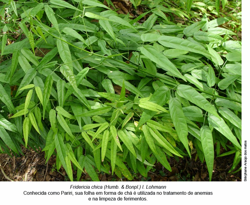 que planta medicinal es buena para la anemia que planta medicinal es buena para la anemia